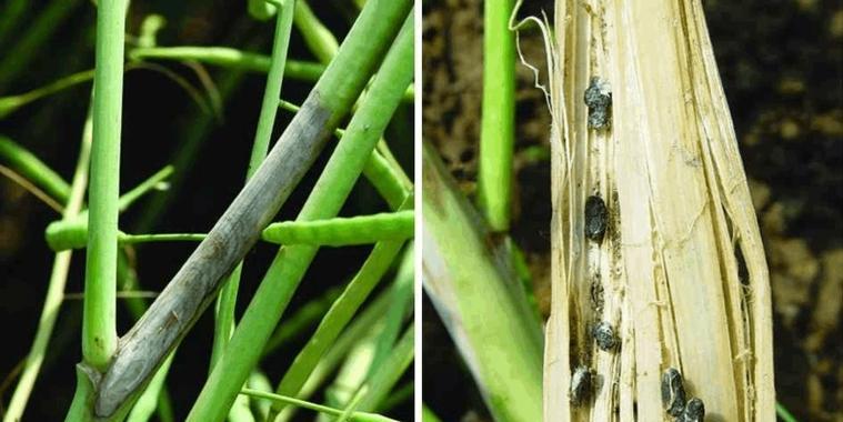 油菜菌核病防治措施（选择合适药物进行病害防治）