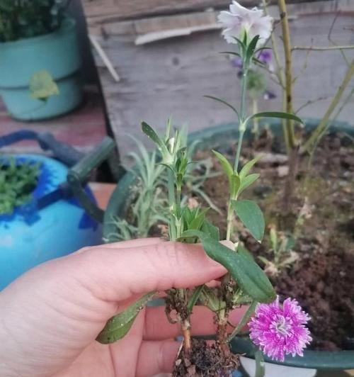 石竹花怎么浇肥？（掌握这些浇肥技巧，让你的石竹花更美丽。）