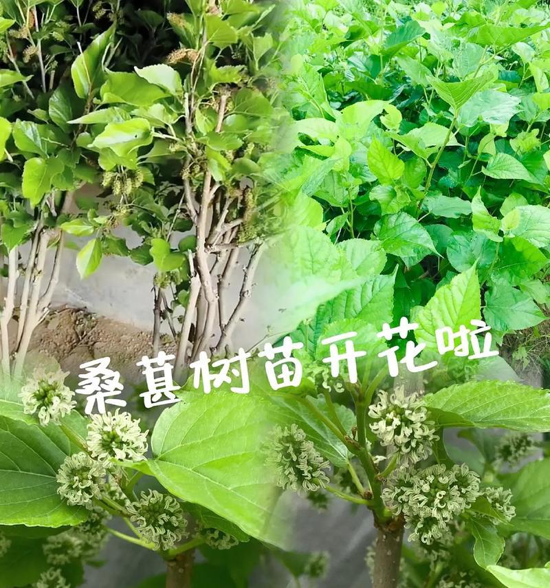 如何选择适合种植桑葚的月份？（桑葚的生长特点及栽种要求）