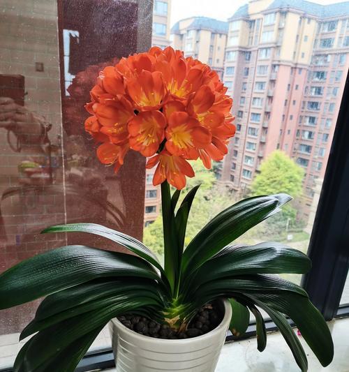 君子兰花的颜色、形状和样子全解析（欣赏君子兰美丽多姿的花色、体态和风采）