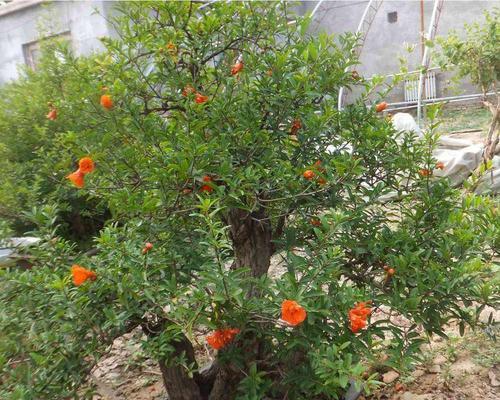 石榴的种植与养护详解（打造健康丰收的石榴果园，）