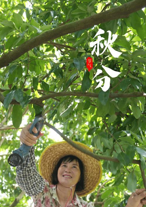 荔枝树剪枝的最佳时间（了解荔枝树的生长规律，正确进行剪枝）