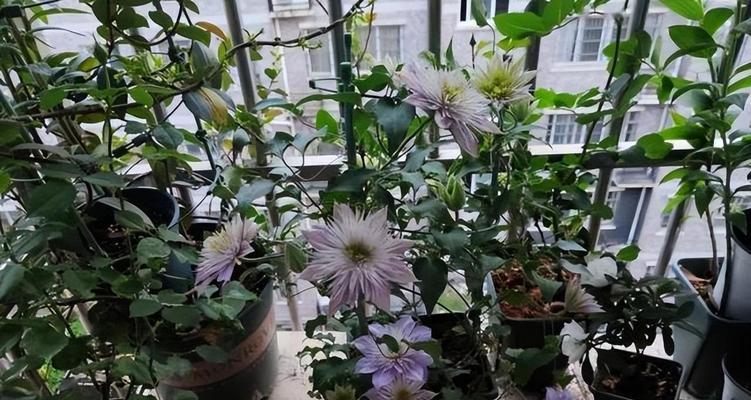 家里种铁线莲的风水效应（发掘它的神秘面，助你招财进宝，旺家旺宅）