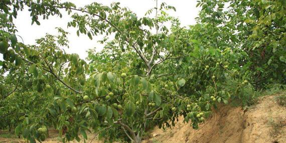 核桃几年结果实种植多久才结果？（解析核桃树结果时间及影响因素）