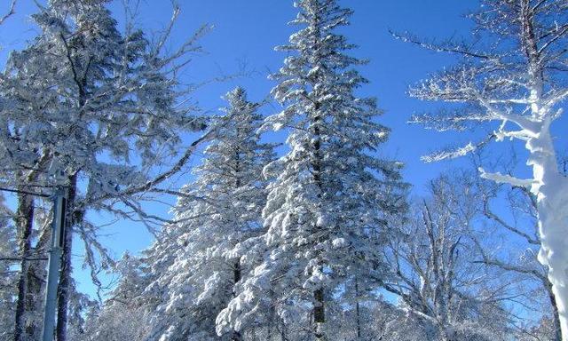 揭秘雪松真正的落叶情况（它是落叶植物吗？——植物学专家告诉你）