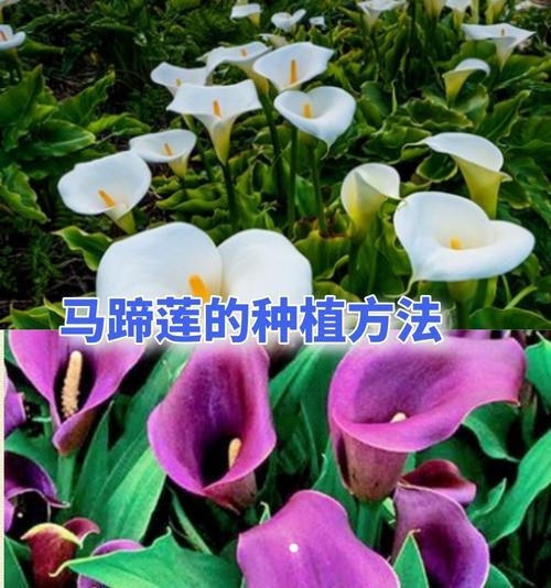 彩色马蹄莲种球的保存与种植技巧（如何保存彩色马蹄莲种球？彩色马蹄莲的最佳种植时间是什么？）