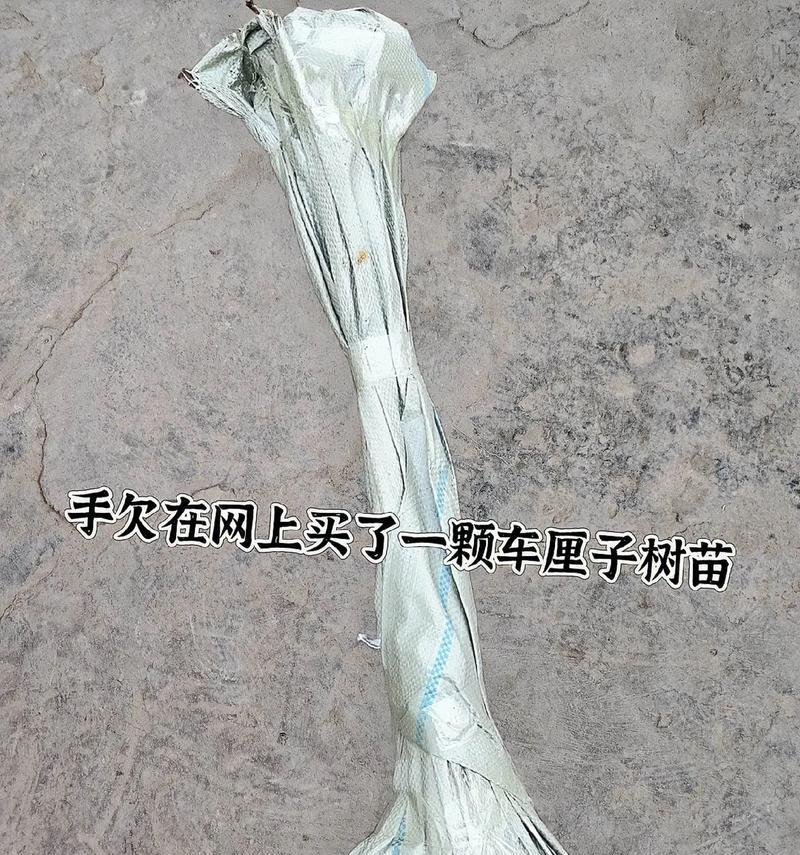 车厘子树是否会在冬天冻死（车厘子树的冬季保护和抗寒措施）