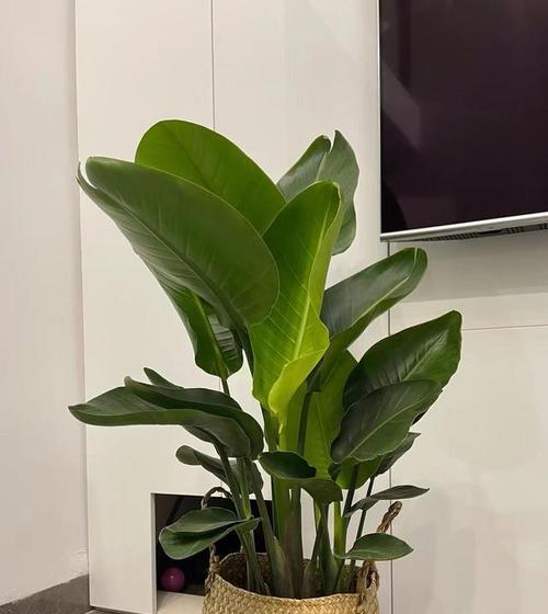 天堂鸟——南半球美丽而神秘的植物（探秘天堂鸟的生态特性及种类分类）