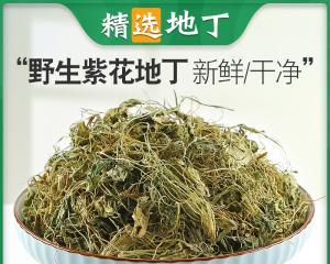 犁头尖与犁头草的区别（从形态、作用和生长环境三方面剖析犁头尖和犁头草的异同）