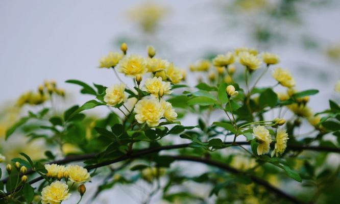 清香木开花时间及观赏方法（探究清香木花期，了解清香木开花习性）