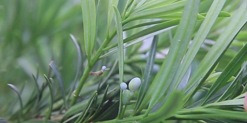 罗汉松果实的药用价值及食用益处（探究罗汉松果实的多重功效，挖掘其潜在价值）