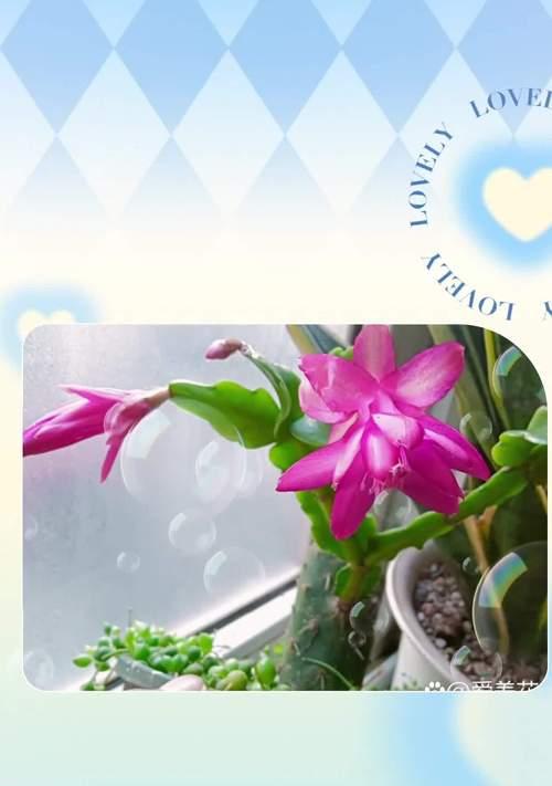 蟹爪兰花期正常时间是什么时候？（了解蟹爪兰的开花时间）