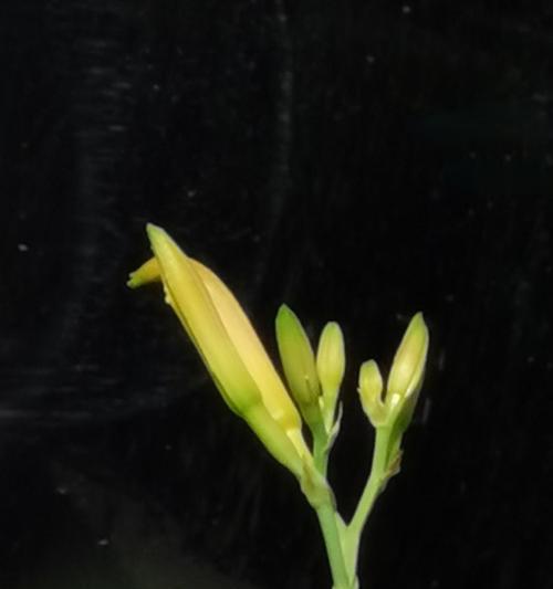 不离不弃，花开依旧——代表不放弃的花（独具毅力的花朵，展现坚强与美丽）