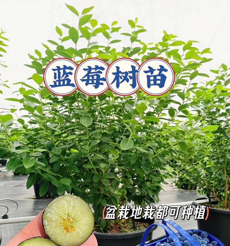 蓝莓的种植与养护（打造健康美味的蓝莓园）