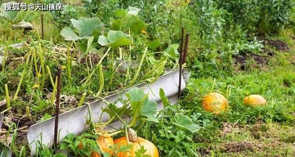小南瓜种植技巧（时间、方法、管理、收获）