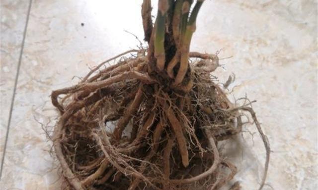多菌灵可以用于文竹吗？（科学解析多菌灵的应用范围与注意事项）