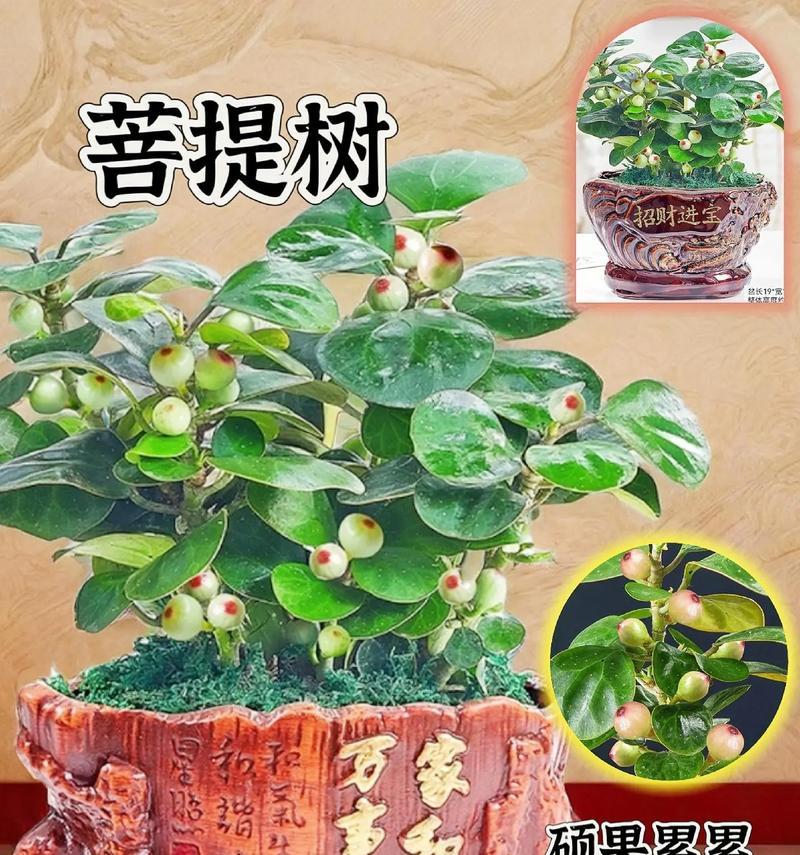 吉祥果盆景养护指南（培育健康吉祥果，绽放幸福生活）
