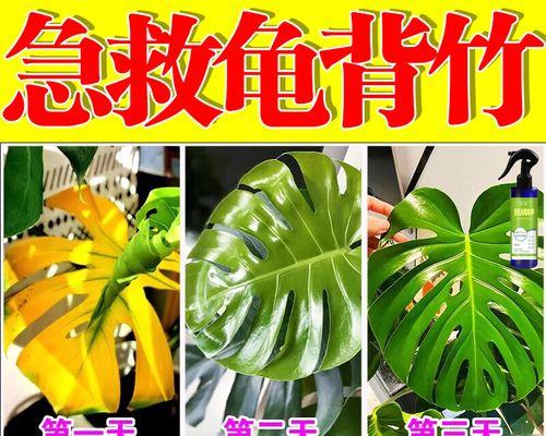 龟背竹叶子为什么发黄？（寻找黄叶背后的原因与解决办法）