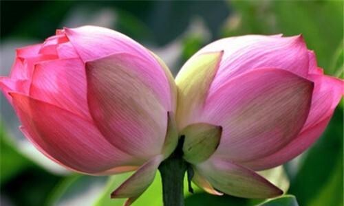 如何养护莲花开出更多的花朵？（莲花养护技巧、莲花开花的秘密、莲花开花期间注意事项）