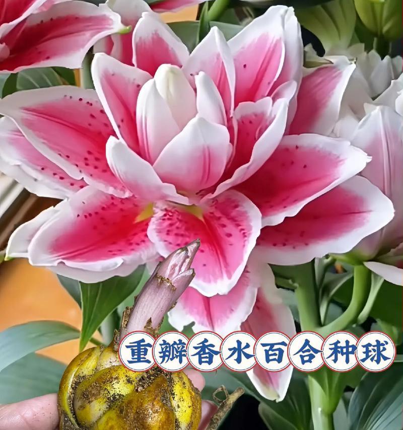 水培香水百合的养殖方法和注意事项（做好养护，迎来美丽花开）