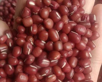 揭秘红豆产量高达多少斤的秘密（红豆亩产量惊人，专家告诉你为什么）