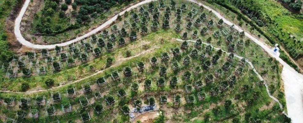 榴莲树种植条件及适宜地区（探究种植榴莲的最佳环境和关键要素）