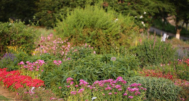 常绿宿根花卉大全——探秘绿意盎然的花海奇观