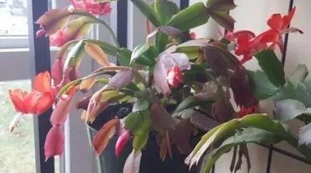 蟹爪兰肥料的选择与使用（选择正确的肥料，让蟹爪兰更健康）