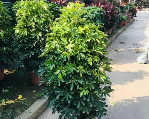 认识鸭脚木植物（鸭脚木的生长环境、特征、用途及养护技巧）