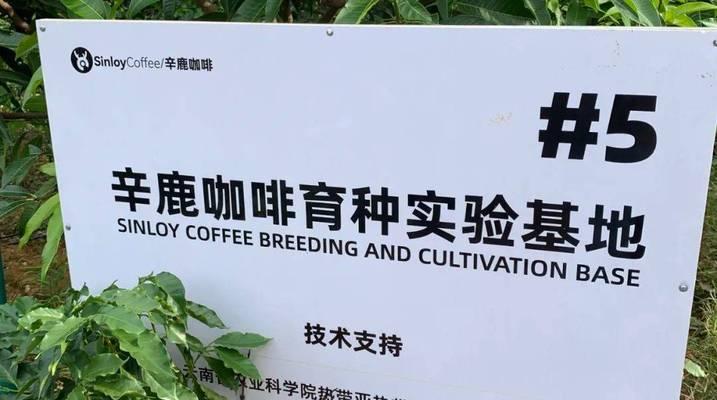 咖啡种植的技术与方法（从选地到收割，这些关键步骤决定了咖啡的品质）