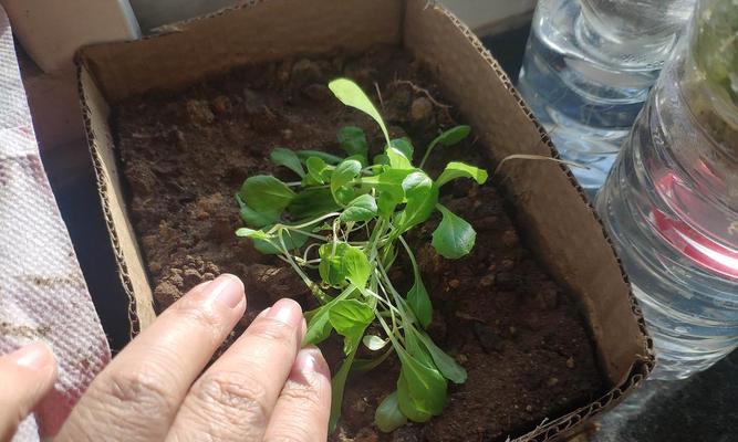 菠菜水培养殖方法详解（简单易行的室内种植，从家中菜园到餐桌上的新鲜菜肴）