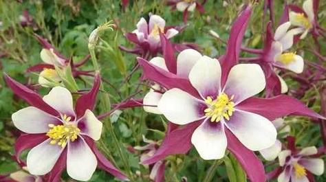 多年蓿根花卉品种介绍（探秘多年蓿根的美丽花海）