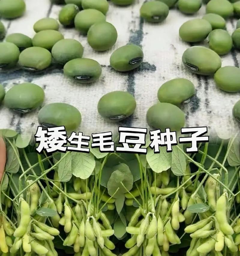 春季毛豆种植时间及注意事项（让你在春季种植毛豆的细节不再出错）