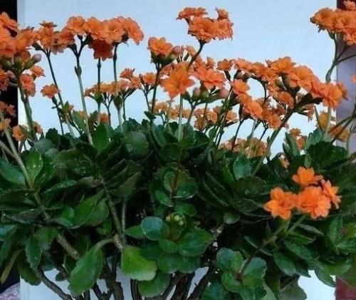 打造老桩造型的长寿花养护指南（从养护到造型，让长寿花成为家中焦点）