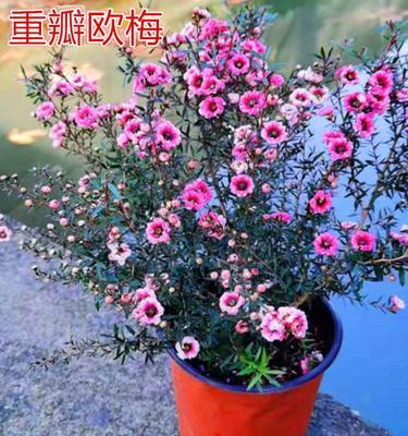冬季花园必备，这些花卉不怕冷！（探究耐寒花卉的特点和优势，为您的冬季花园保驾护航！）