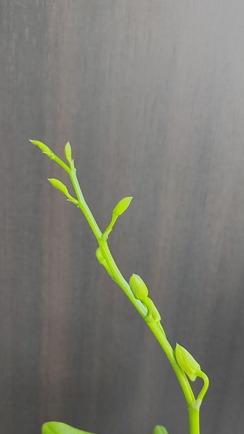 石斛兰开花后的修剪方法（让石斛兰更美丽的花期延续）