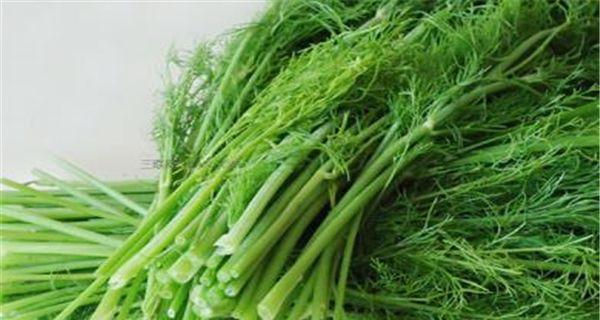 小茴香的四季美味（探秘小茴香的生长季节和不同季节的美食）