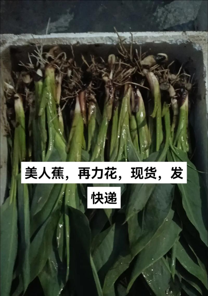 美人蕉怎样浇水？（多久浇一次？浇水技巧及注意事项！）