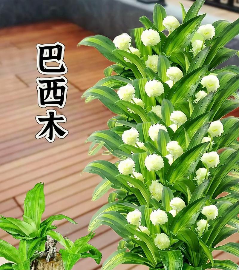 探究巴西木属于哪种植物类型（解析巴西木的植物学特征及分类信息）