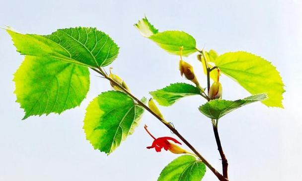 木槿喜欢阳光还是阴凉？（探究木槿生长环境需要的关键因素）