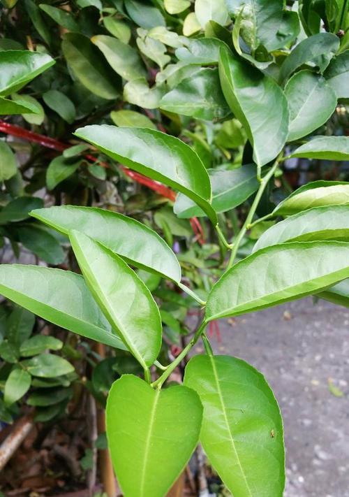 血橙嫁接成活率高的技巧（提高血橙嫁接成活率的秘诀和步骤，让你轻松培育优质血橙）