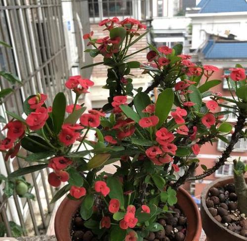 刺梅如何更旺盛地生长？