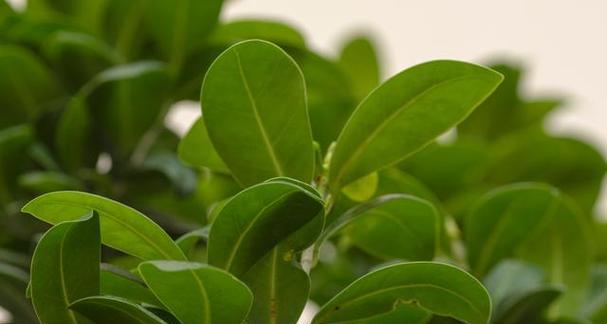 黄杨树的特点、种植和养护（黄杨树的特点、种植和养护）