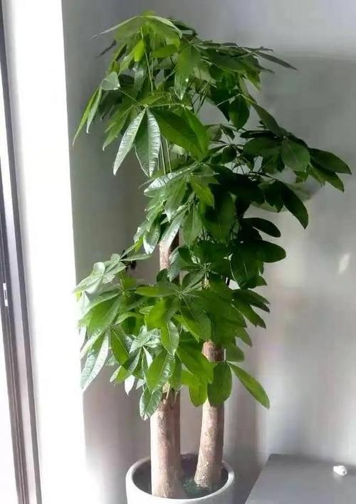 马拉巴栗的养殖技术（了解马拉巴栗生长环境和种植方法，轻松掌握养殖技巧）