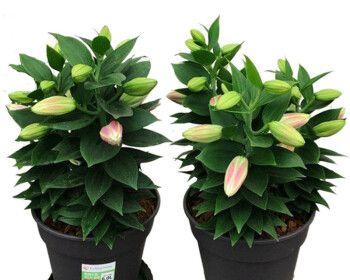 百合花的浇水技巧（春夏秋冬如何合理浇水）
