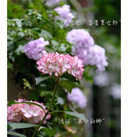 塞布丽娜怎么养长（种植技巧与护理方法）