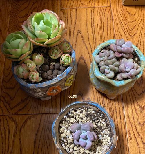 如何正确上盆和养护桃蛋植物（桃蛋上盆方法与步骤、桃蛋养护注意事项）