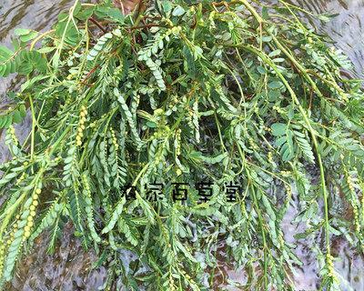 叶下珠草的药用价值（探究叶下珠草的医学功效及保健作用）