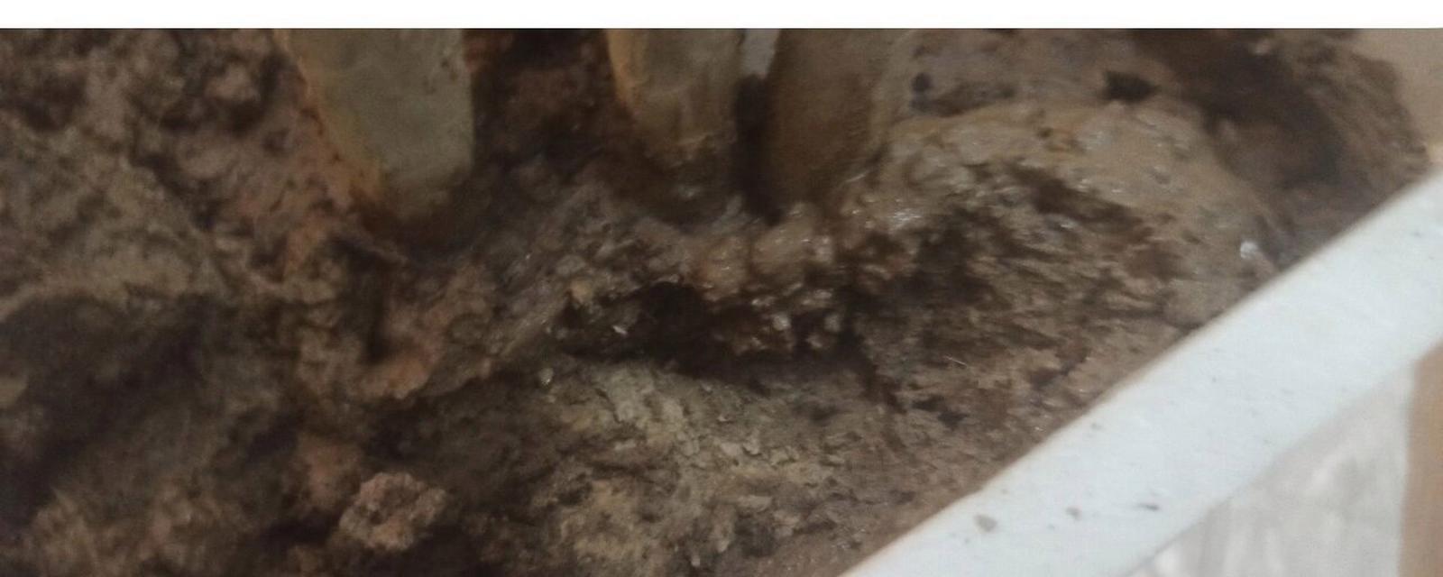 如何处理千年木水浇多的问题（有效的千年木水浇灌管理措施）