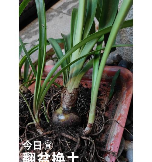 百子莲养殖全攻略（注意事项、种植技巧、养护方法、病虫害防治）